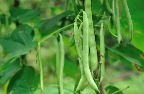 深圳蔬菜配送教您四季豆再生栽培技术